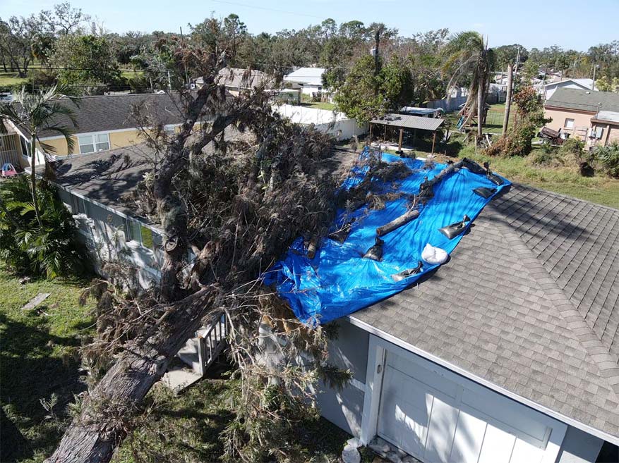 https://codef.codefixsolution.com/wp-content/uploads/2025/09/Fallen-Tree.jpg